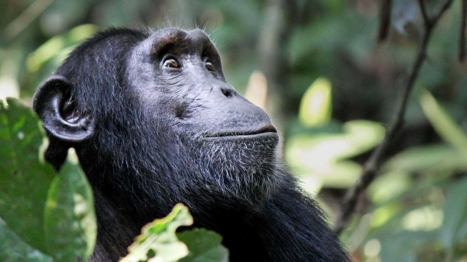 8 Days Gorilla And Chimpanzee Trekking In Uganda