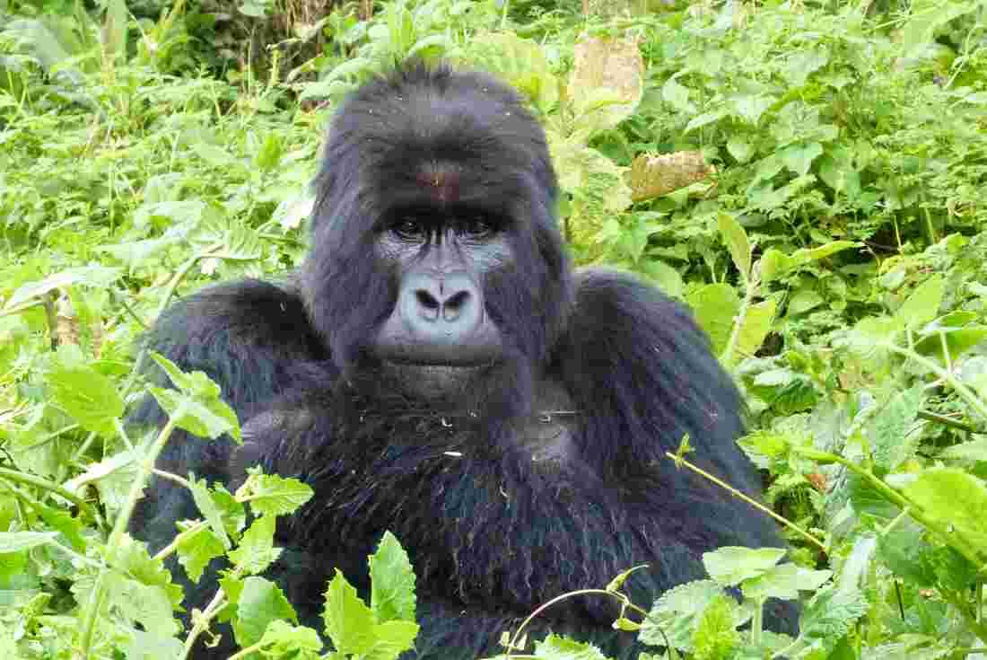 5-Days Tour Kibale And Bwindi Impenetrable National Park 