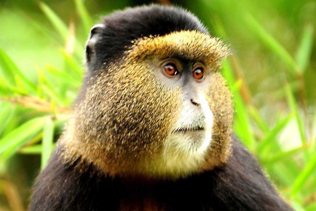 6 Days Gorilla And Golden Monkey Trekking  Mgahinga National Park 