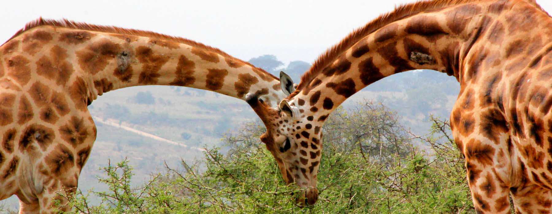 7 Days Murchison Falls, Semliki & Kibale Forest 