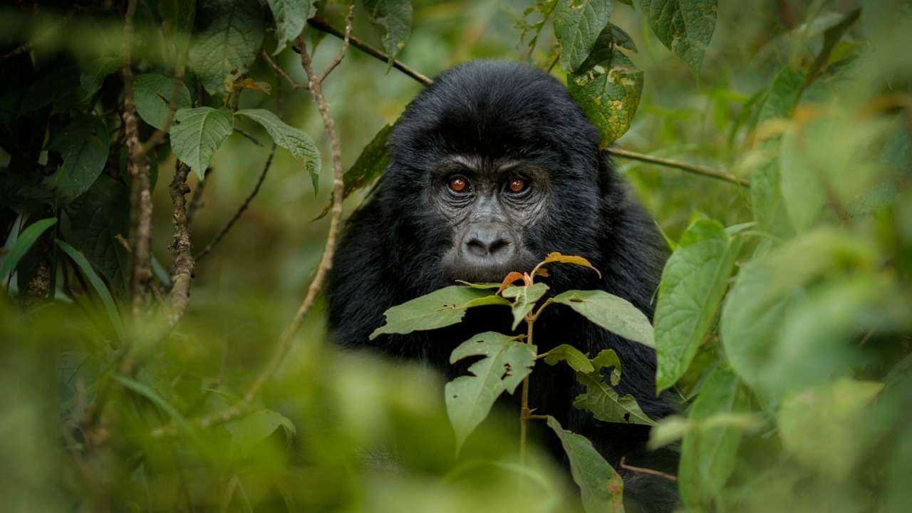 11 Days Uganda And Rwanda Private Safari Tour 