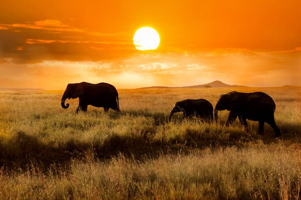 12-Day Africa Great Migration & Big Five Discovery Safari Tour from Nairobi: Amboseli, Nakuru Flamingos,  Masai Mara and Vast Serengeti Adventure | Airport Transfer Included