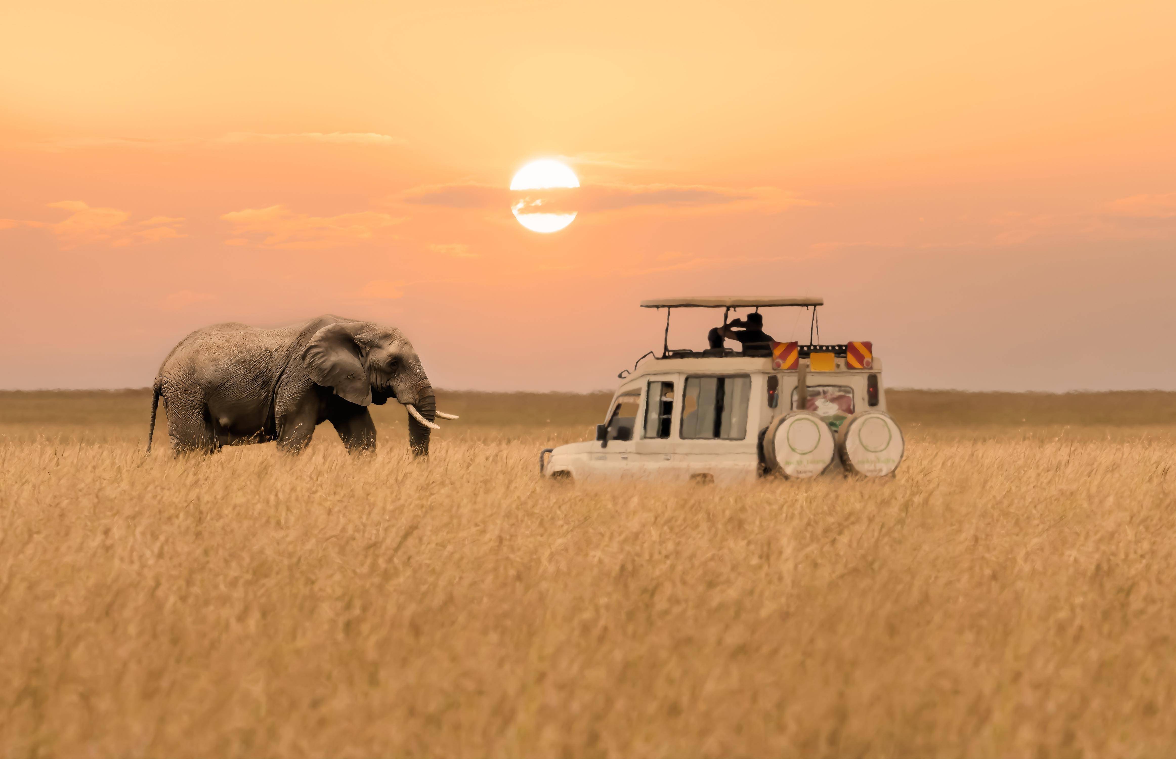 7-Day Majestic Kenya Safari Tour from Nairobi: Amboseli National Park, Lake Nakuru National Park and Masai Mara National Reserve**Park Entrance Fee, Meals and Airport Transfer**