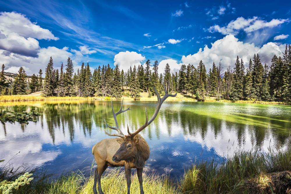 6-Day Canadian Rockies Summer Special Tour from Calgary with Airport Transfers: Banff, Jasper, Yoho and Kootenary National Park