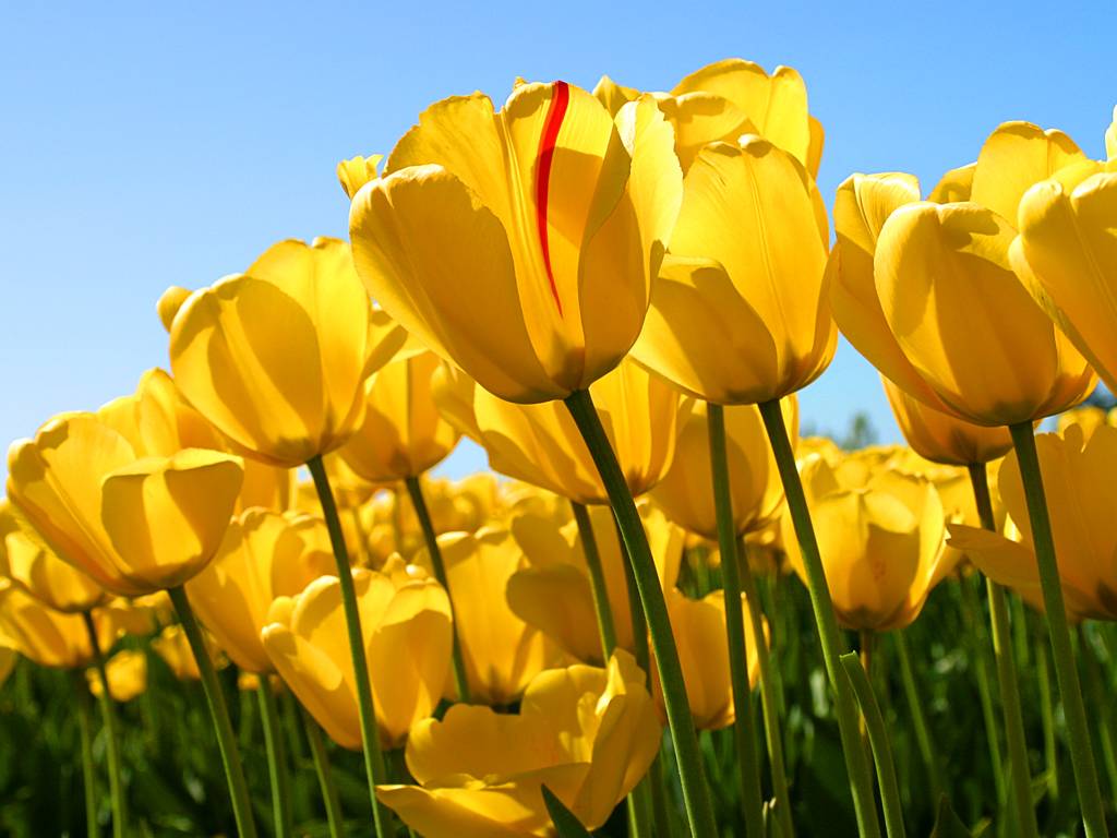 2-Day Tulip Blossom Festival Tour from Toronto: Canada Science and Technology Museum and Byward Market