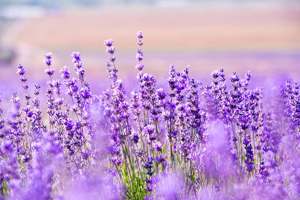 3-Day Lavender Tour from Toronto: Magog and Orford Cruise