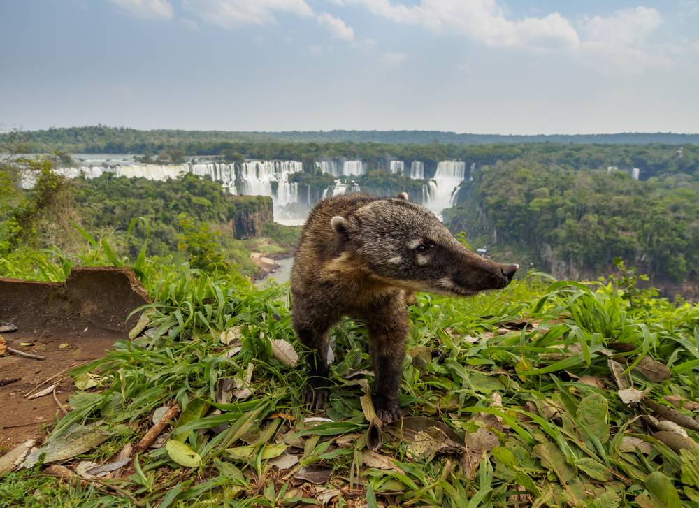 6-Day Argentina Tour: Buenos Aires and Iguazu | Hotel Breakfast Included