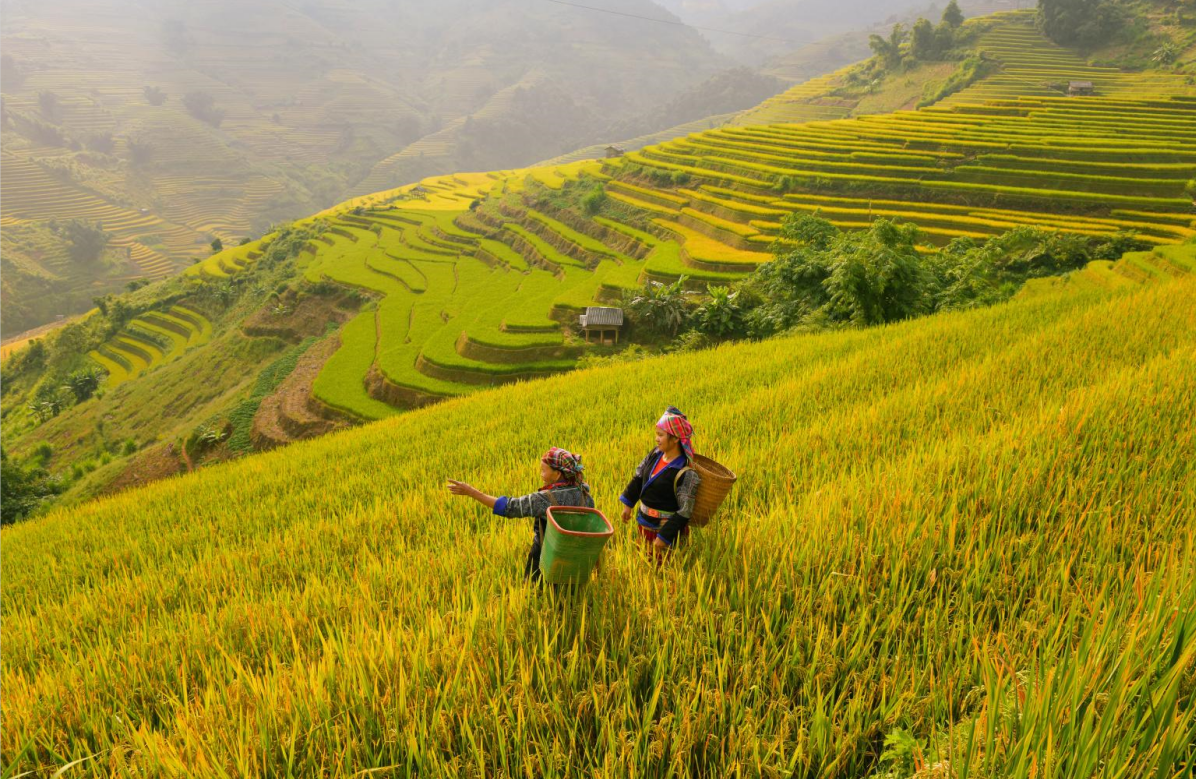 8-Day Hanoi, Sapa and Halong Bay Tour from Hanoi | Service Charges and Government Tax Included | Meals Mentioned Included