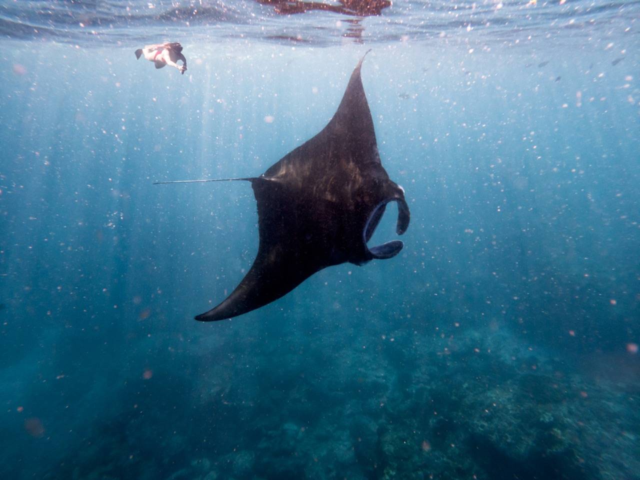 12-Day Ultimate Bali & Gili Adventure Tour from Seminyak: Canggu, Lovina, Gili T and Ubud丨Sunrise & Sunsets, Dolphin Spotting and Volcano Trek & Massage