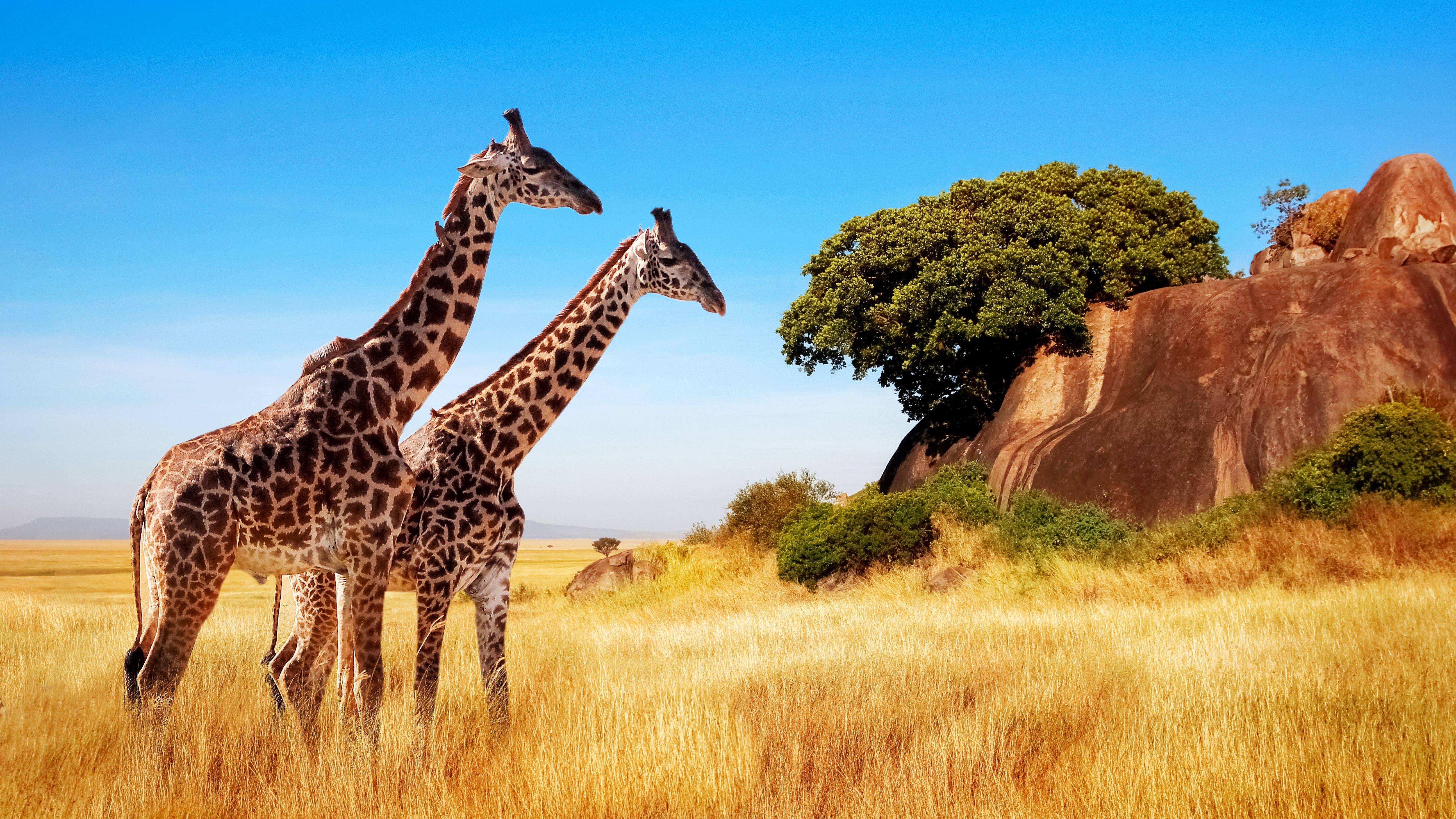 7-Day Expedition Safari of Northern Tanzania Tour from Arusha: Tarangire NP, Serengeti NP and Ngorongoro Conservation Area**Park Entrance Fee, Meals and Airport Transfers**