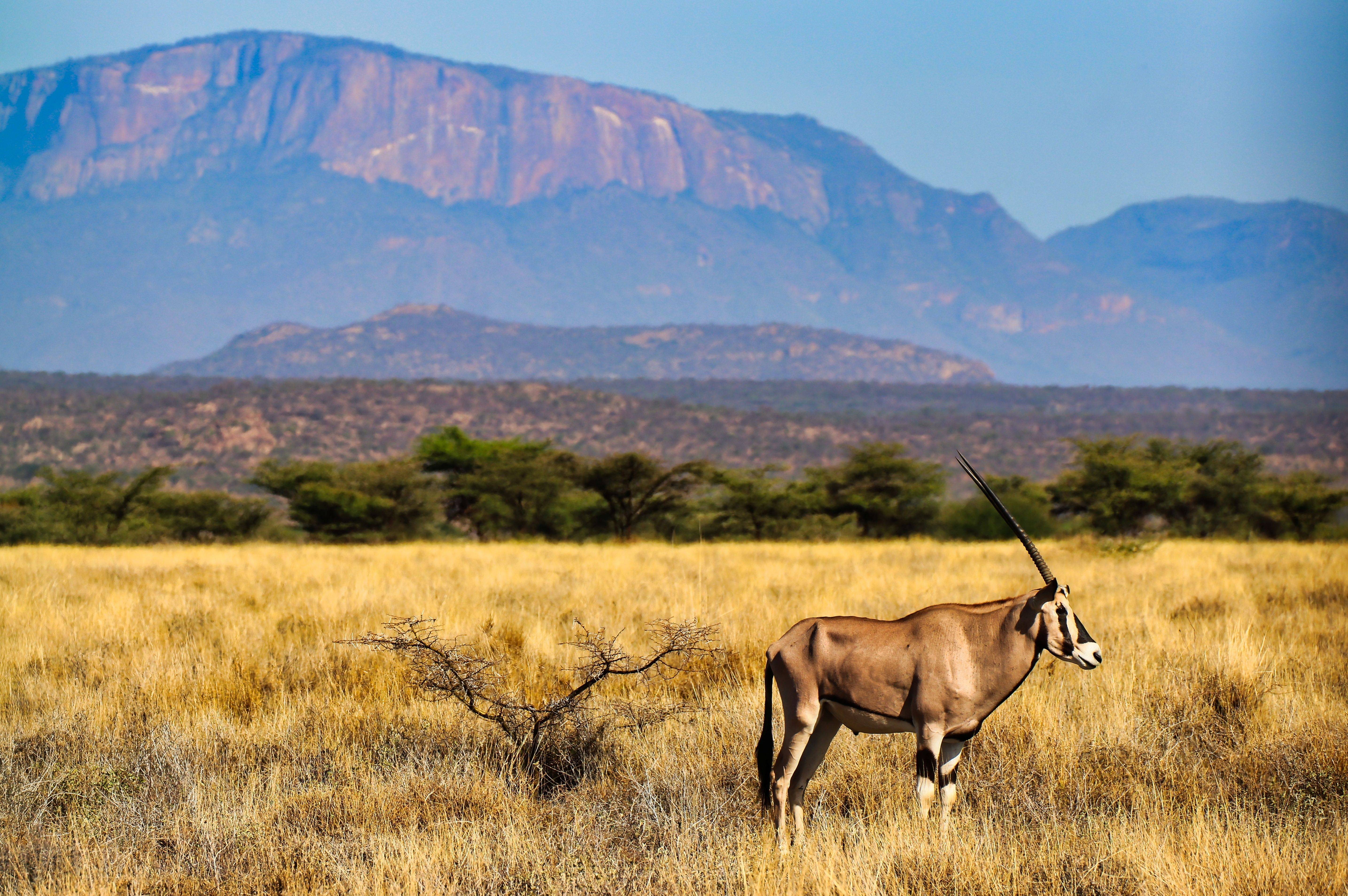 7-Day Kenya Prime Safari Tour from Nairobi: Samburu National Reserve, Lake Nakuru NP and Masai Mara National Reserve**Park Entrance Fee, Meals and Airport Transfers**