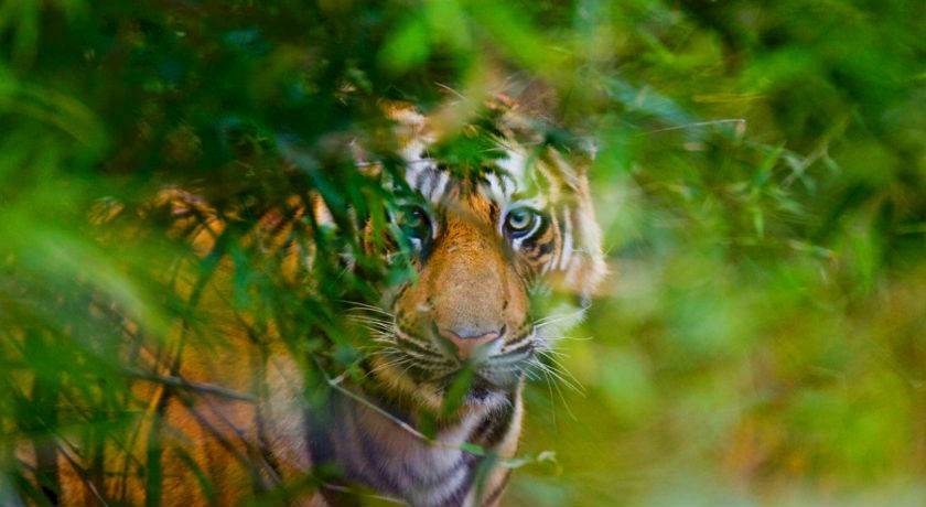 9-Day Luxury Golden Triangle Tour with Ranthambore: New Delhi, Agra, Fatehpur Sikri, Ranthambore, Jaipur