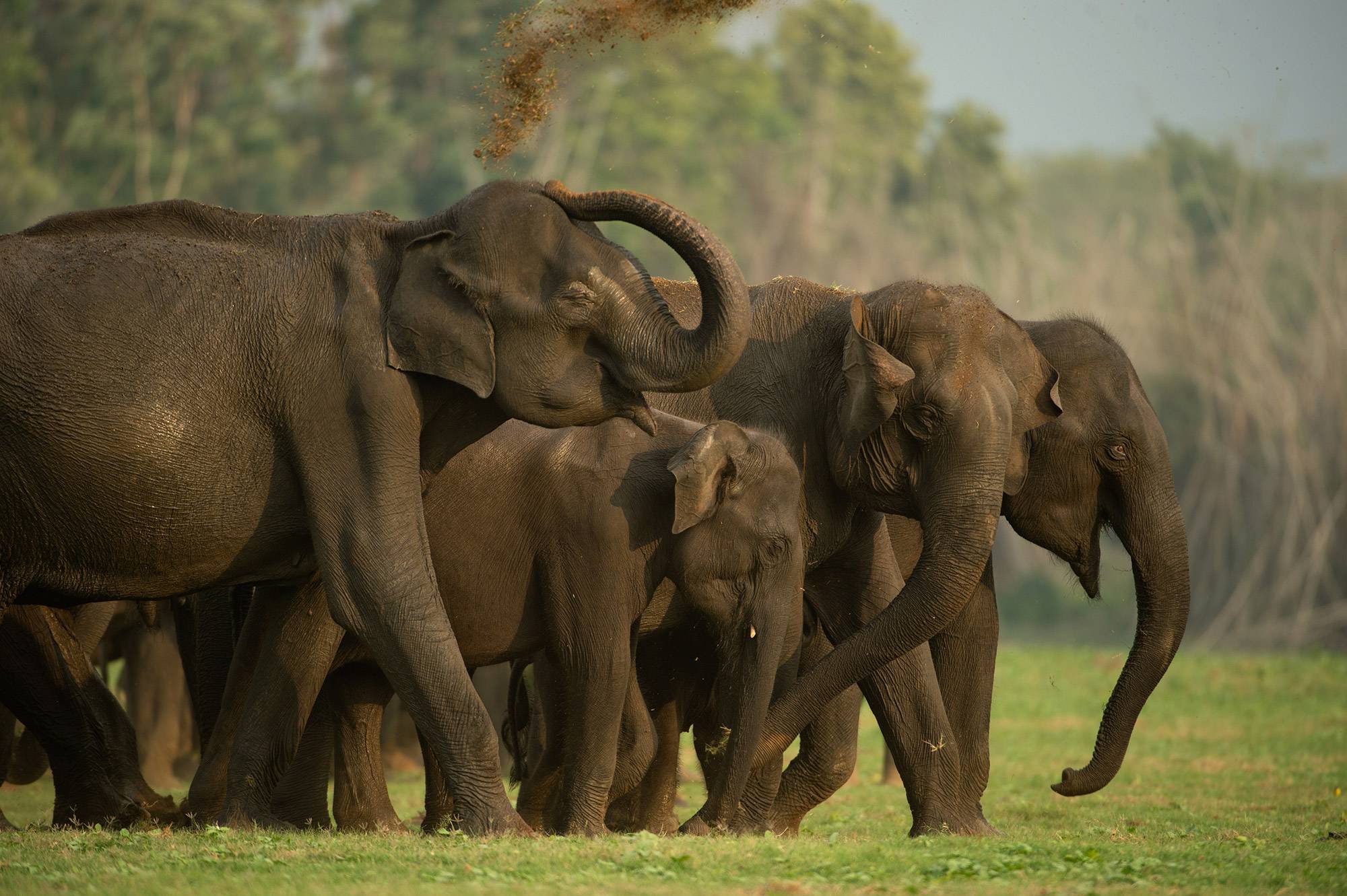 8-Day Backwaters & Wildlife Tour from Kochi: Munnar, Periyar, Alleppey, Kovalam,  Kovalam | Eravikulam National Park, Mattupetty Dam