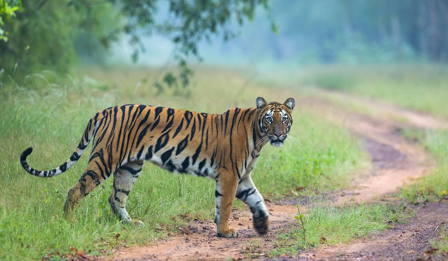 12-Day Golden Triangle Tour with Bandhavgarh: New Delhi, Jaipur, Fatehpur Sikri, Jhansi, Khajuraho | Jhansi Fort | Amber Fort 