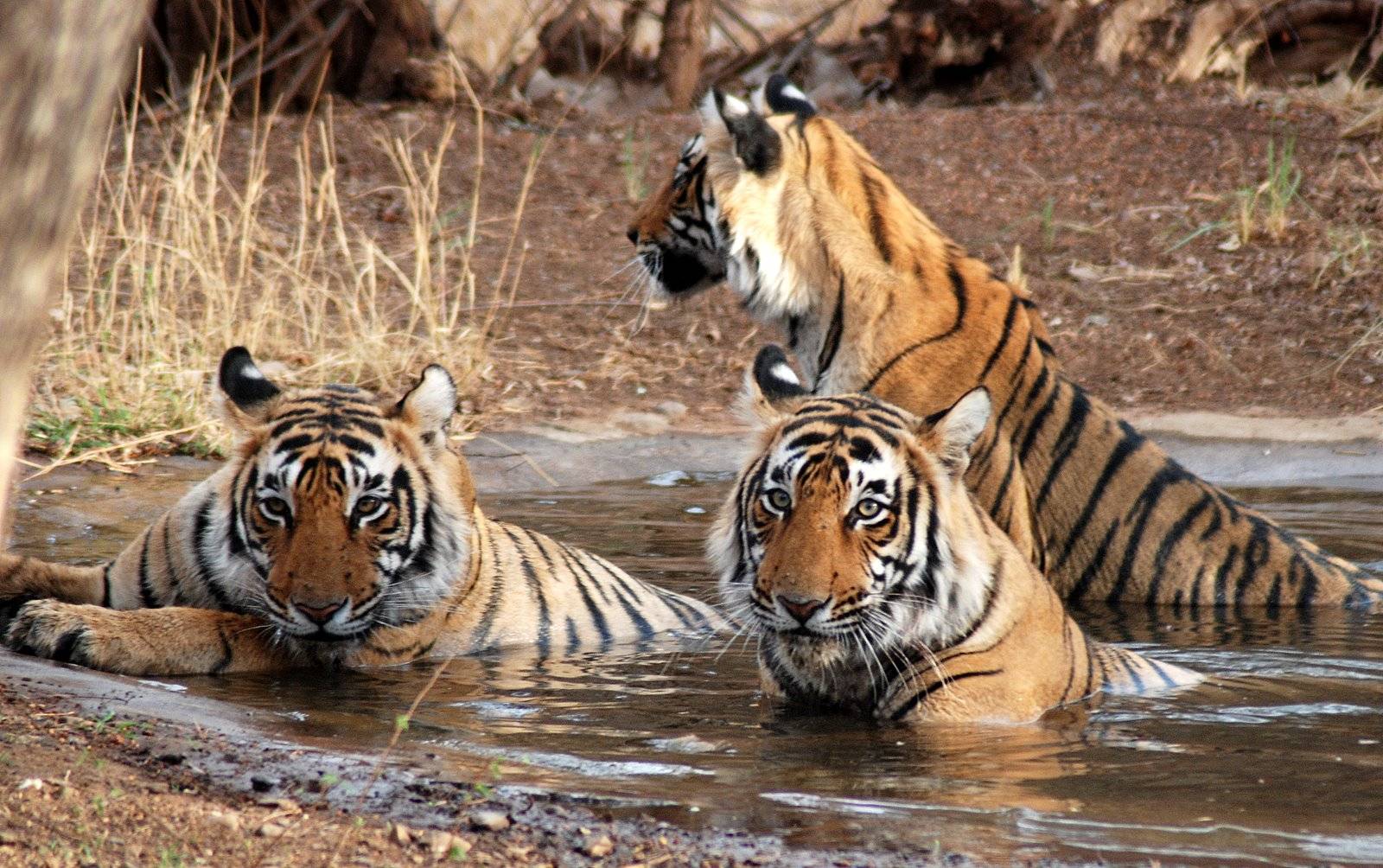17-Day Rajasthan with Varanasi Tour: New Delhi, Sarnath, Khajuraho, Jhansi, Ranthambore | City Palace | Jantar Mantar | Jal Mahal