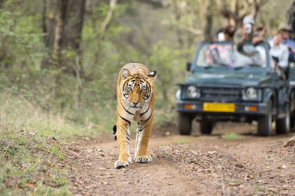 14-Day India Tigers and Taj Small Group Tour from New Delhi: Agra, Ranthambore, Pushkar, Jaipur, Udaipur and Mumbai