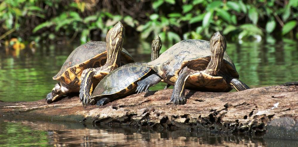  3-Day Costa Rica Tortuguero National Park Tour from San Jose