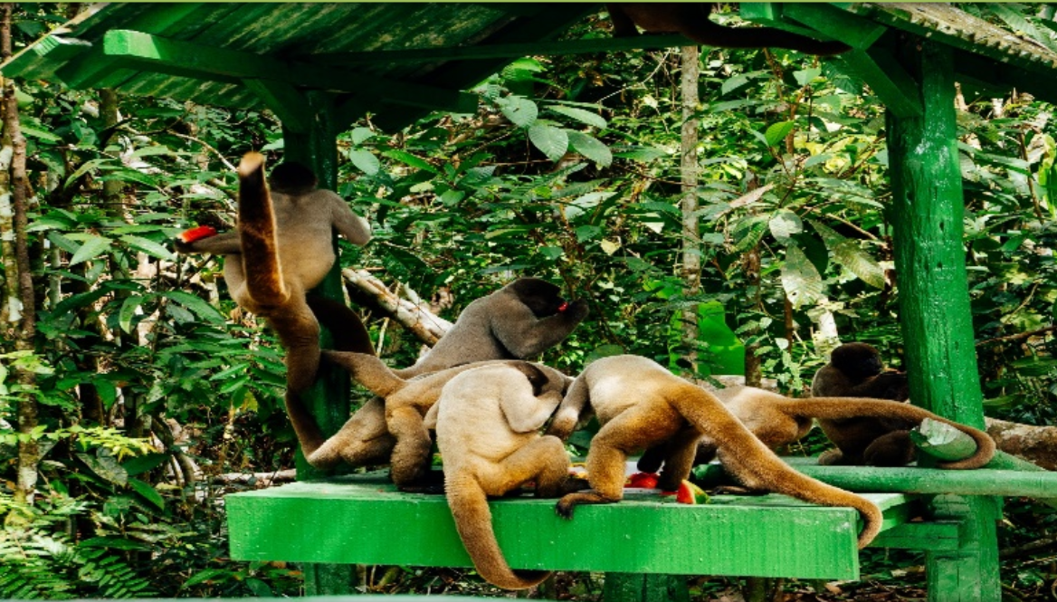 3-Day  Amazon Rainforest Tour from Manaus: Jungle Lodge, Nature Hike, Alligator Spotting and Piranha Fishing | Transfer in/out | 6 Meals