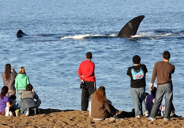 11-Day The Essential of Patagonia Tour from Buenos Aires: Puerto Madryn, Ushuaia and El Calafate