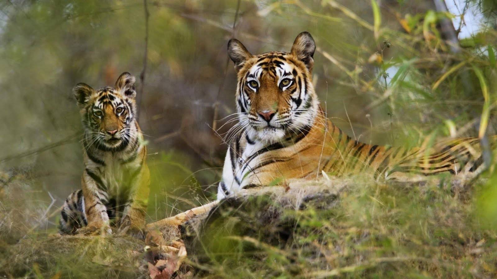 10-Day Rajasthan & Wildlife Tour: New Delhi | Taj Mahal | Sariska Tiger Reserve | Ranthambore National Park | Sikandra Fort