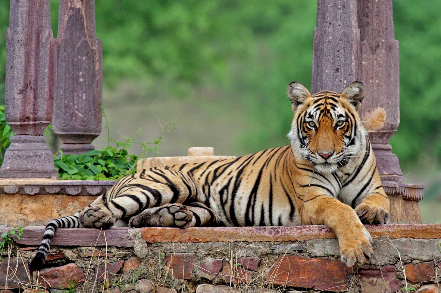 10 Days India Tour from New Delhi: Mandawa, Nawalgarh, Jaipur & Agra Nawalgarh Fort | Sheesh Mahal | Morarka Haveli | Amber Fort