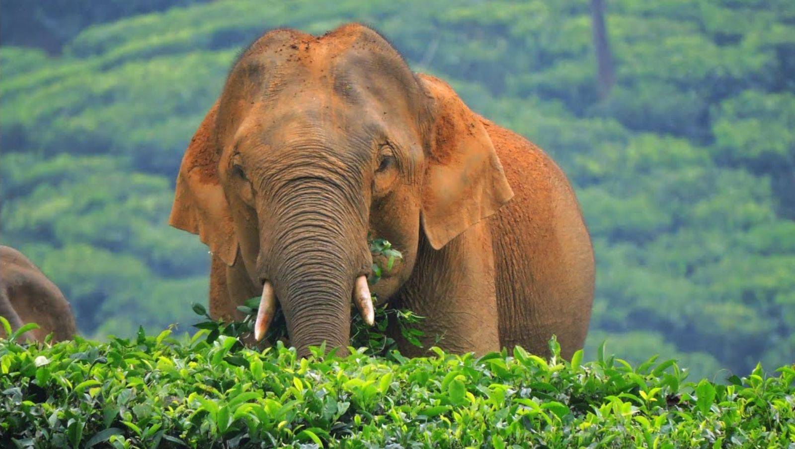 Kerala with Alleppey Tour - 9 Days