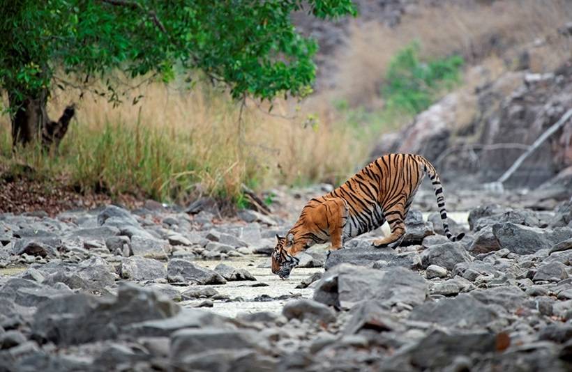 Tour of Rajasthan - 10 Days