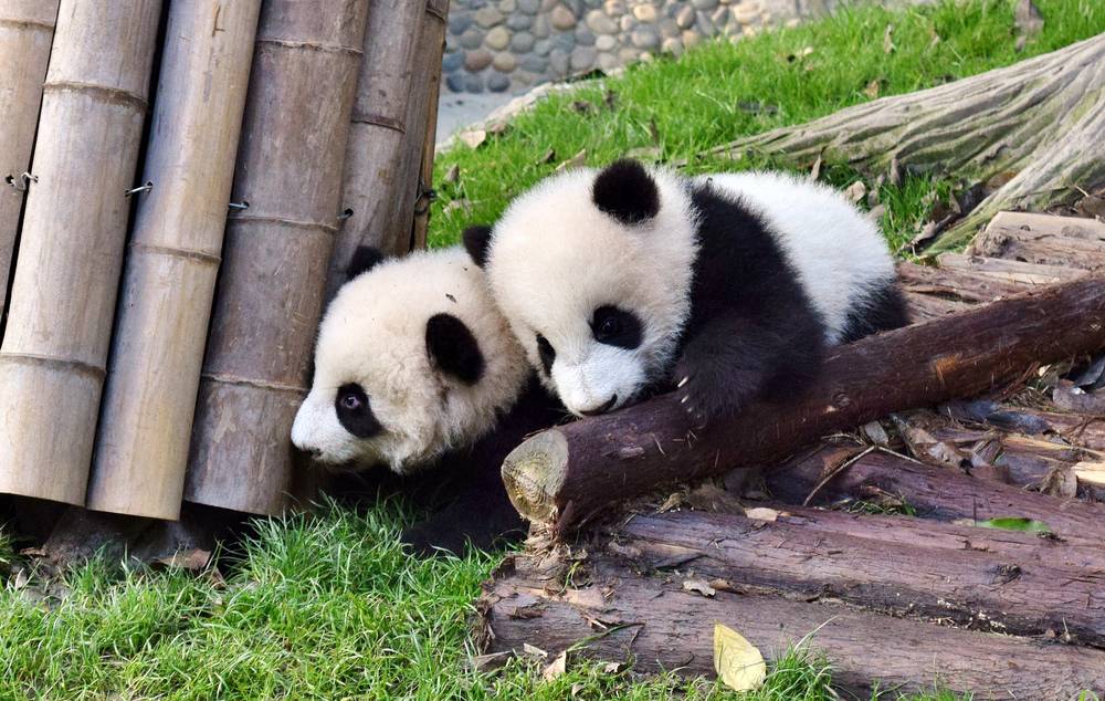 3-Day Charming Chengdu Adventure Private Tour: Panda Breeding Research Center, Jinli Street and Leshan Giant Buddha | Sichuan Culinary Experience