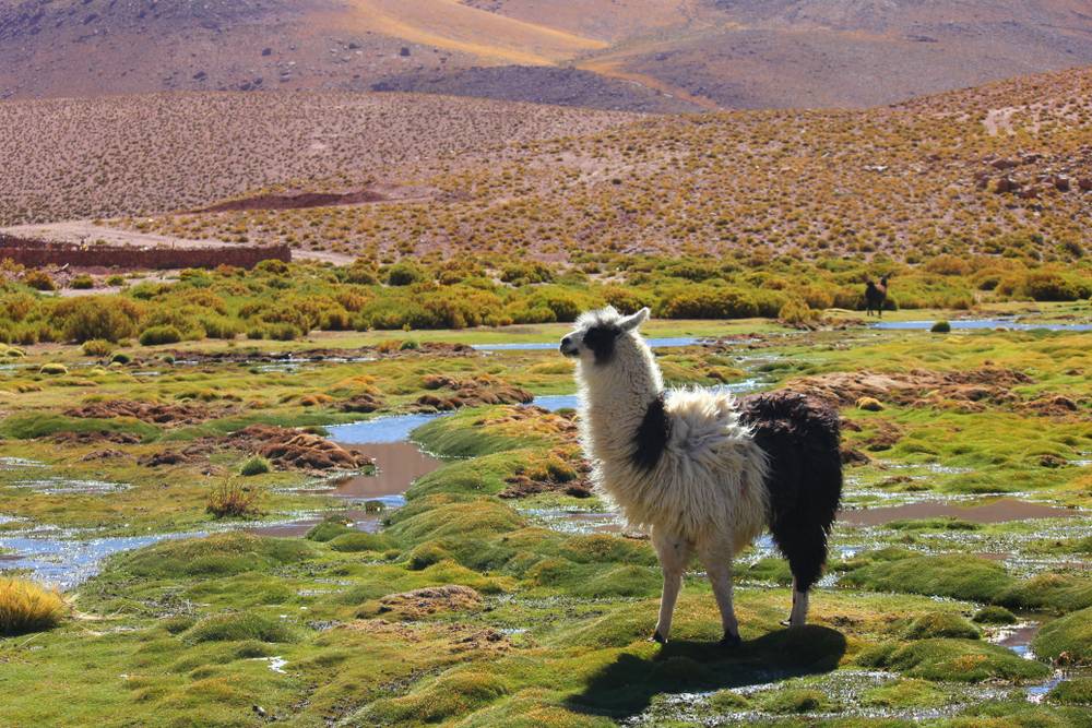 4-Day San Pedro De Atacama Tour: Moon Valley and Toconao | An Oasis in the Desert