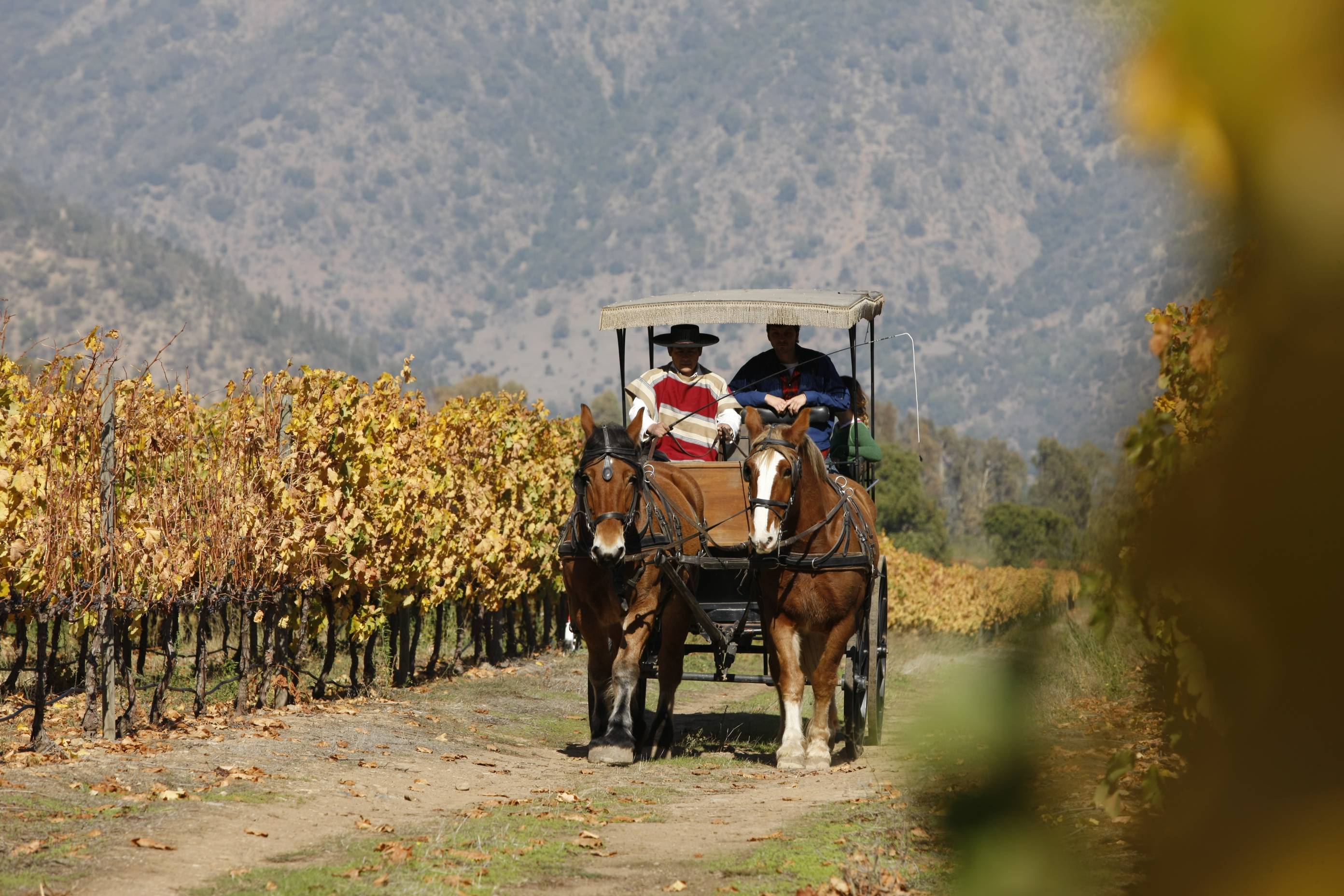 4-Day Small Group Wine Tour: Colchagua Valley