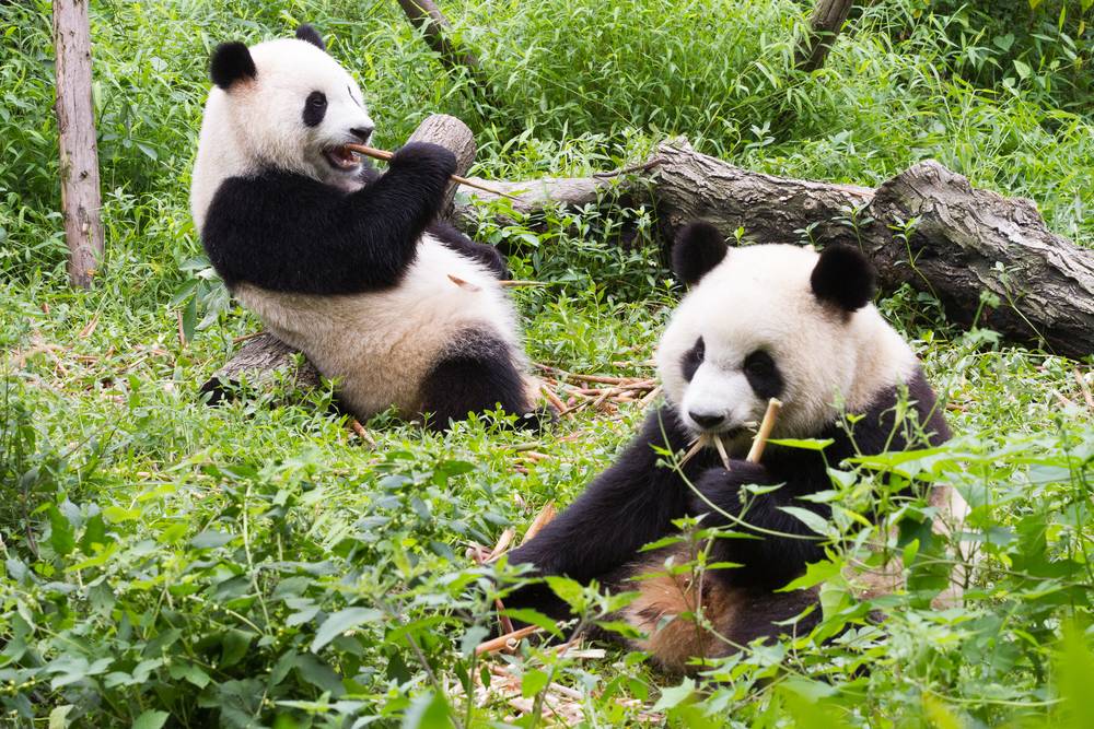 7-Day Chengdu and Lhasa Private Tour: Giant Panda | Wenshu Temple | Sanxingdui Museum | Potala Palace | Jokhang Temple | Sera Monastery | Drepung Monastery | Barkhor Street