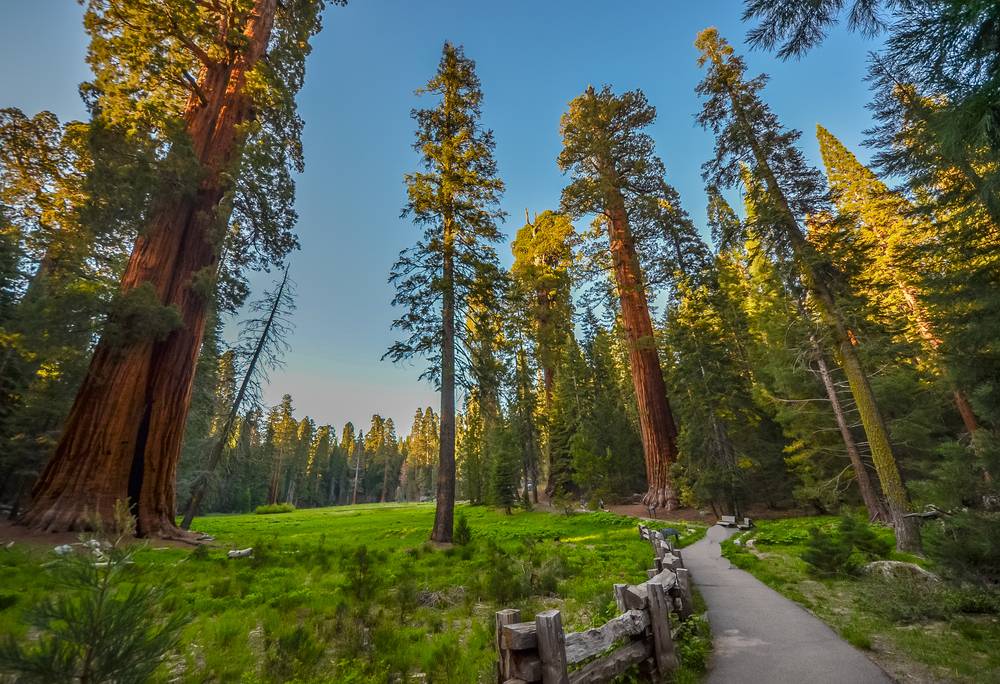 8-Day Hiking Sequoia, Kings Canyon, & Yosemite Tour from Las Vegas【Max 16 Pax Small Group】