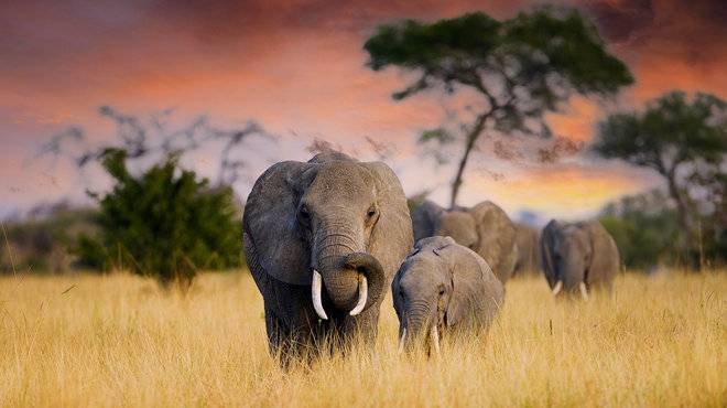 9-Day Tanzania and Zanzibar Tour Tour from Kilimanjaro: Tarangire National Park and Serengeti National Park