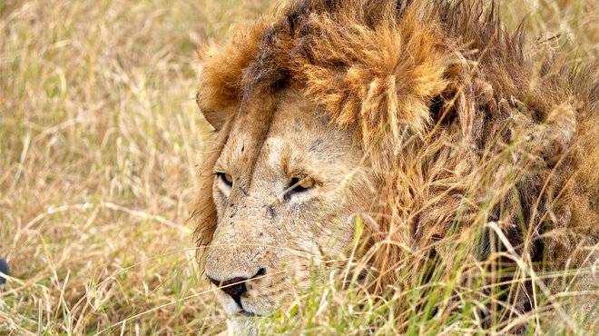 8-Day Tanzania and Ngorongoro Tour from Kilimanjaro: Tarangire National Park and Serengeti National Park