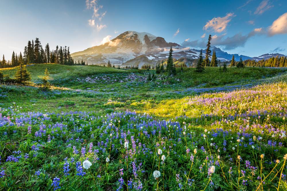 7-Day Discover the Pacific Northwest Tour from Vancouver【Max 16 Pax Small Group】: Portland, Crystal Mountain, Mount Rainier National Park