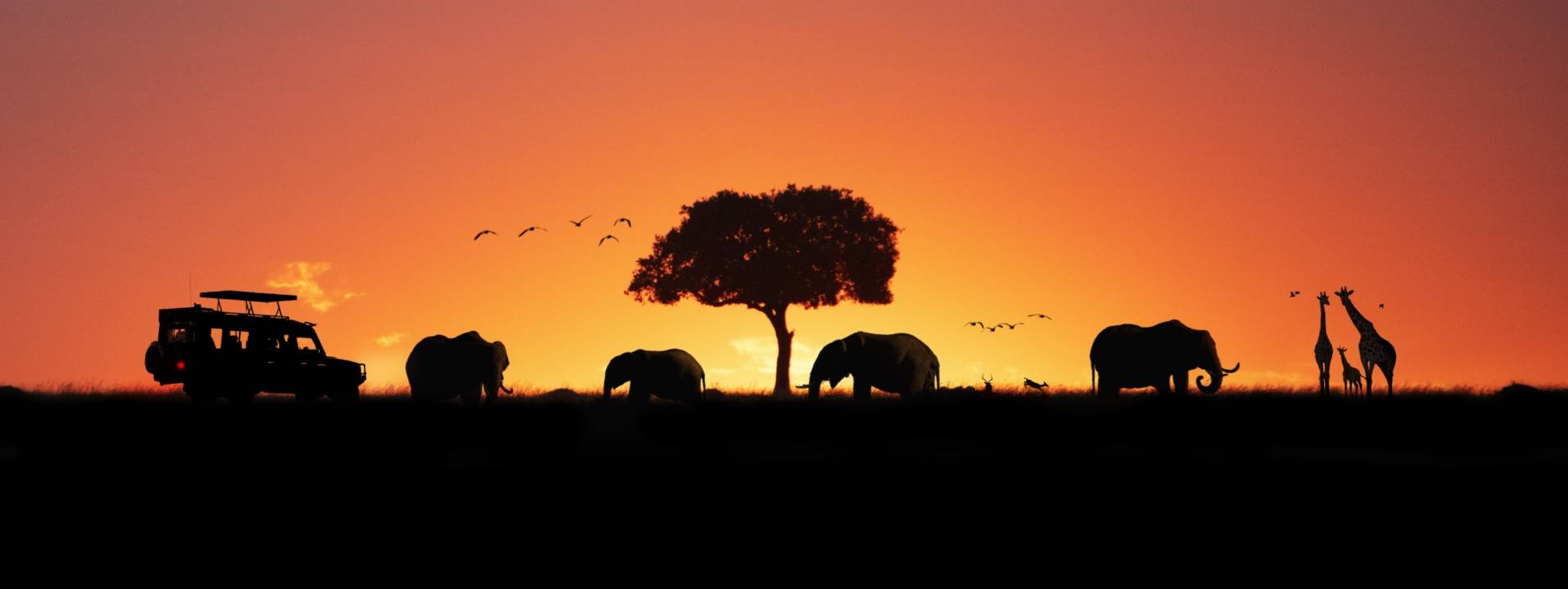 11-Day East Africa Safari Tour from Nairobi to Arusha: Maasai Mara, Amboseli, Tarangire National Park, Serengeti, Ngorongoro Crater and Lake Manyara