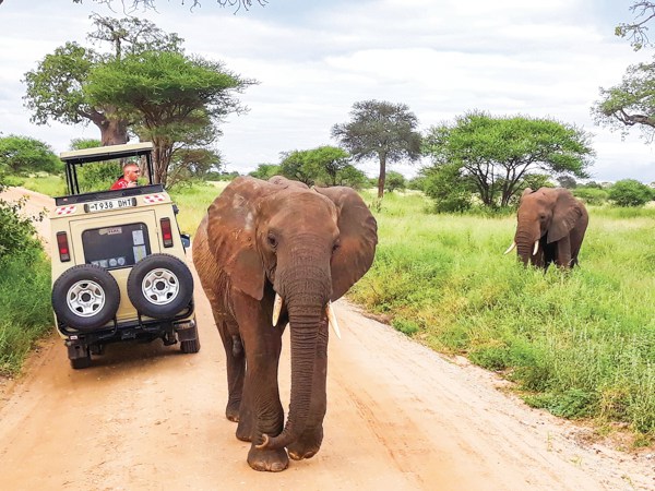 6-Day Taste of Tanzania Group Guided Tour from Arusha: Tarangire National Park, Serengeti, Ngorongoro Crater and Lake Manyara
