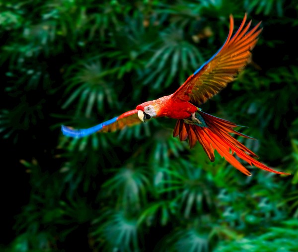 10-Day Costa Rica Adventure Tour with Tortuguero Extension from San José: Monteverde and Arenal