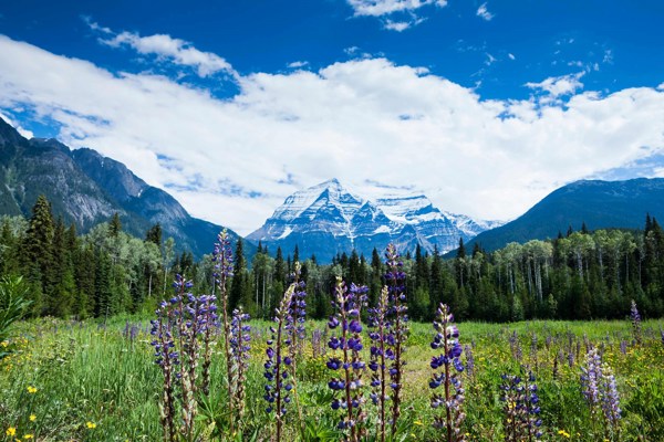 12-Day Canadian Rockies Tour from Vancouver with Rocky Mountaineer Train: Stanley Park, Vancouver Island, Jasper National Park, Icefields Parkway and Lake Louise