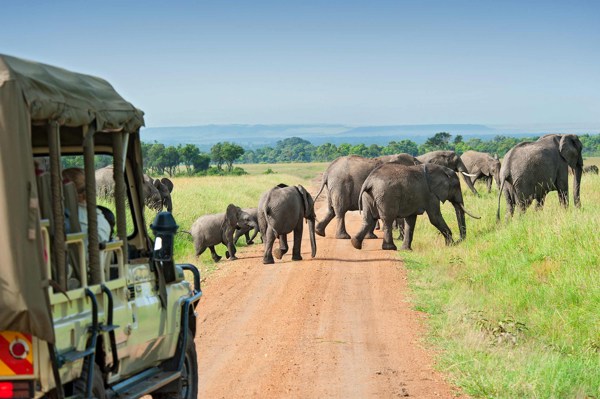 8-Day Kenya Tour: Amboseli National Park, Lake Elementaita and Maasai Mara
