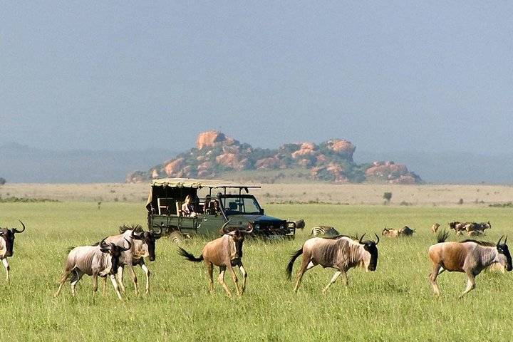 4-Day Ndutu Migration Safari Calving Season Tour from Arusha: Serengeti National Park and Ngorongoro Crater | Mid-Range Lodging