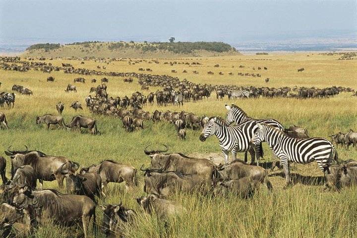 5-Day Tanzania Romantic Honeymoon Safari Tour from Arusha: Tarangire National Park, Serengeti National Park and Ngorongoro Crater | Mid-Range Lodging