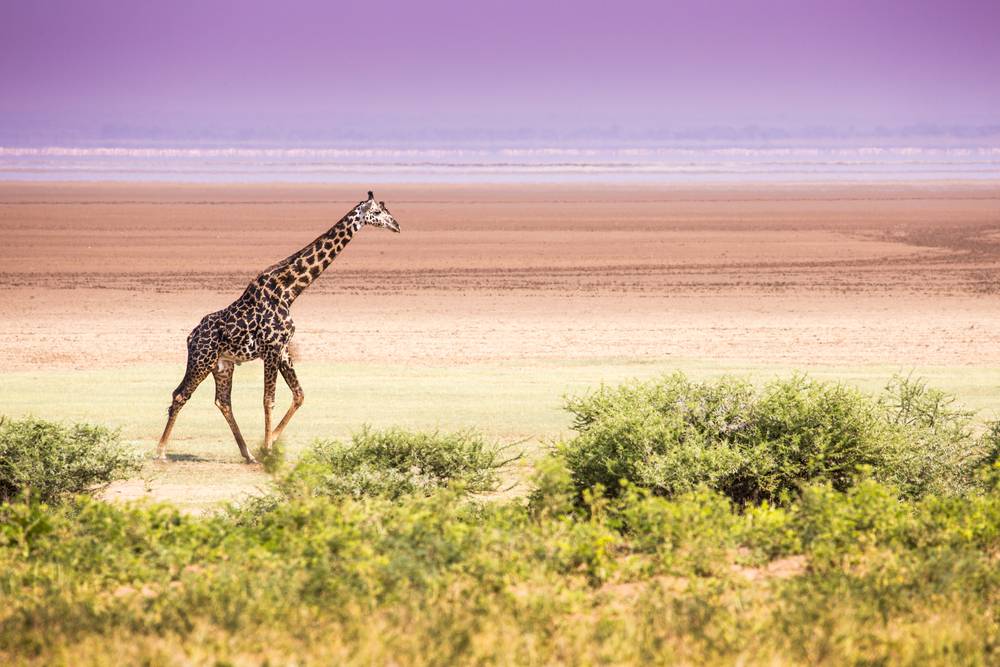 7-Day Safari Private Tour from Arusha: Tarangire National Park, Serengeti National Park, Lake Manyara and Ngorongoro Crater | Mid-Range Lodging