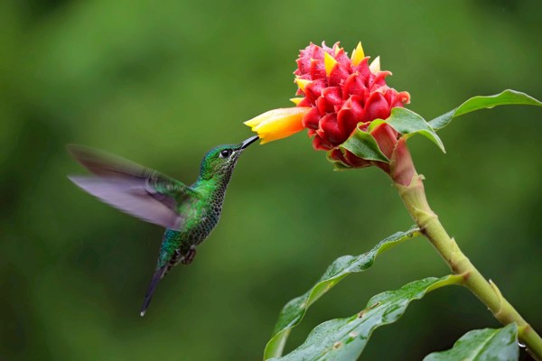 8-Day Costa Rica Tour from San Jose to Liberia: Tortuguero National Park and Monteverde | 1 Country and 9 Cities | 7 Breakfasts, 4 Lunches, 6 Dinners