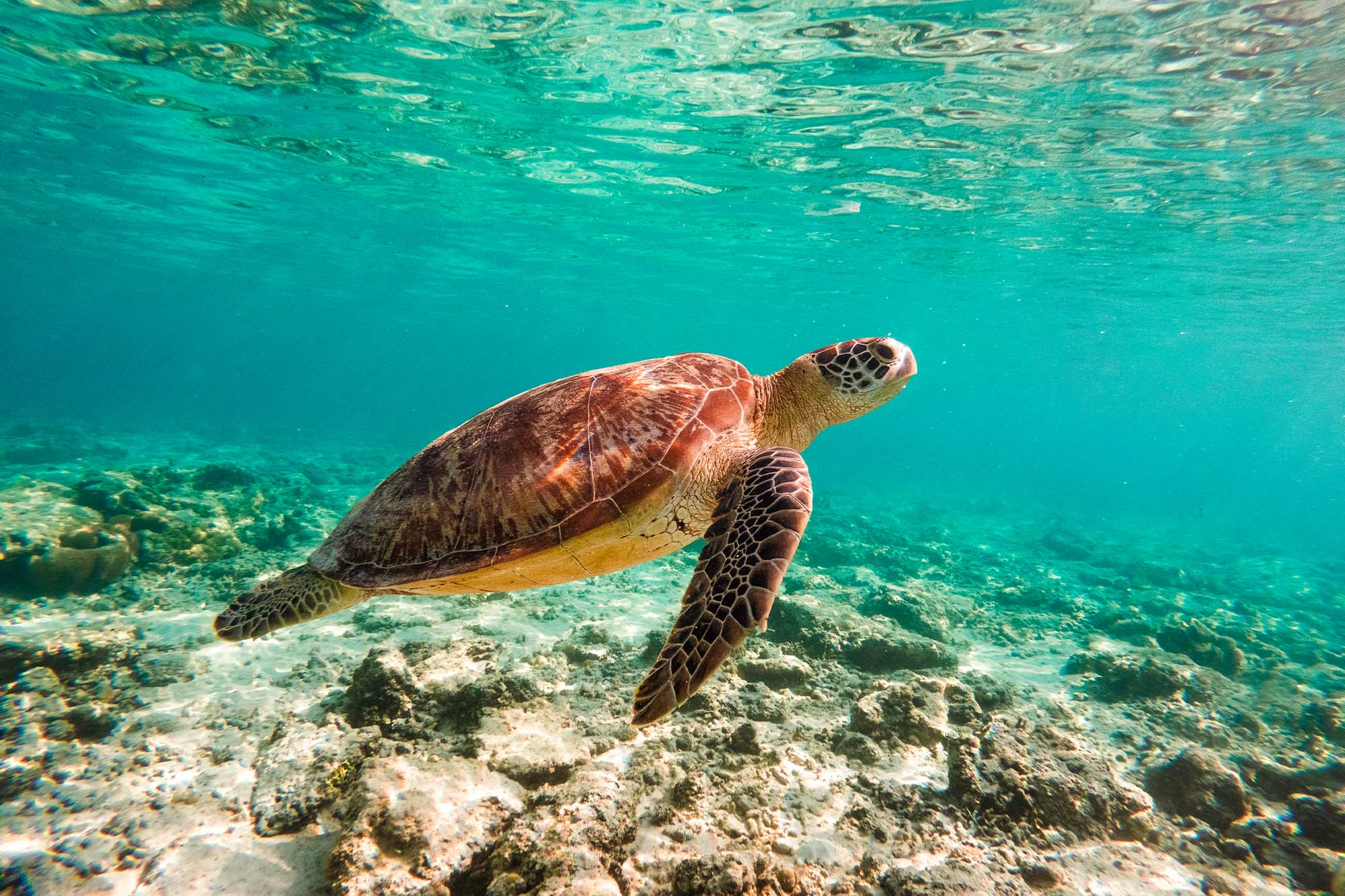 15-Day Epic Indonesia Tour from Canggu: Lovina, Gili T, Ubud and Kuta 