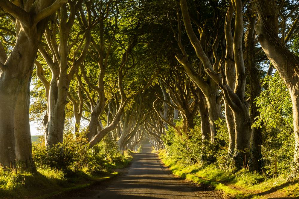4-Day Ireland by Flight Tour from London: Belfast, Dublin and Limerick | Giant Causeway | Dark Hedges | Cliffs Of Moher | Bunratty Castle | Ring of Kerry