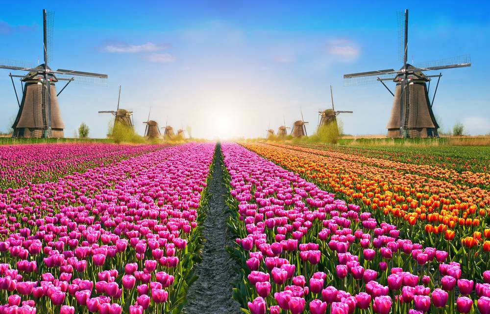 3-Day Holland and Belgium Tour from London By Eurostar: Brussels, Antwerp, Madurodam and Amsterdam | Cheese and Clog Factory