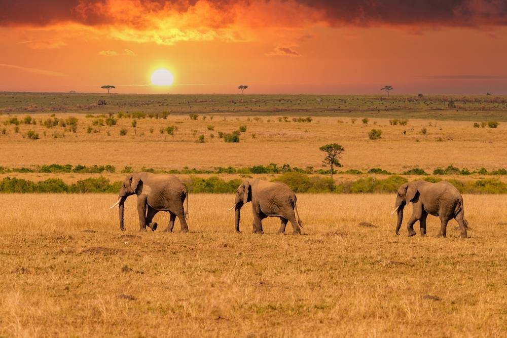 11-Day Iconic East Africa Journey: Masai Mara, Serengeti National Park, Amboseli and Ngorongoro Conservation Area | Airport Transfer Included