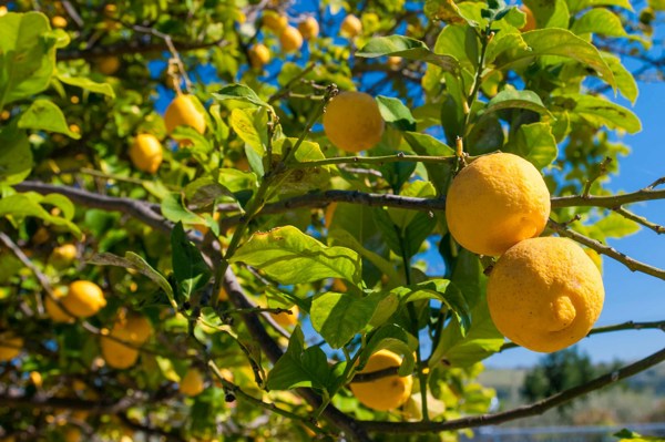 9-Day Sicily Sightseeing Tour from Palermo: Taormina and Ragusa | 1 Country and 10 Cities | 8 Breakfasts, 4 Dinners