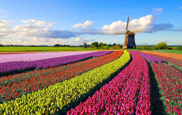7-Day Netherlands Tour from Amsterdam: Rotterdam and Oosterbeek | 1 Country and 8 Cities | 6 Breakfasts, 3 Dinners